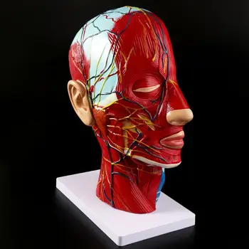 אדם אנטומי חצי ראש פנים אנטומיה רפואי המוח הצוואר החציוני מדור מחקר מודל עצב כלי דם מלמד