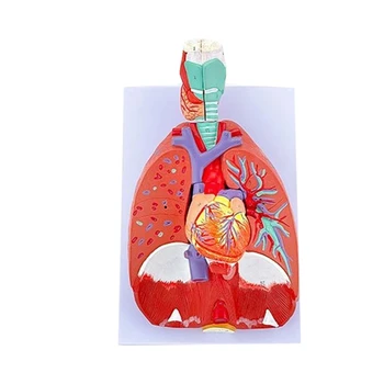 אנטומי ריאות דגם של ריאות של בני אדם מודל האנטומיה של מחלות מחקר רפואי ההרצאה 