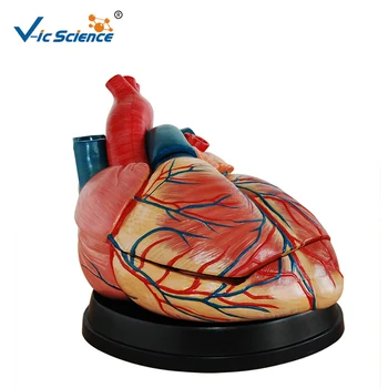 מתקדם PVC רפואי לב גדול אנטומי ג ' מבו גוף האדם, הלב מודל לסטודנטים להוראה